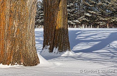 Two Big Ol' Trees_05674B.jpg - Photographed at Burritts Rapids, Ontario, Canada.